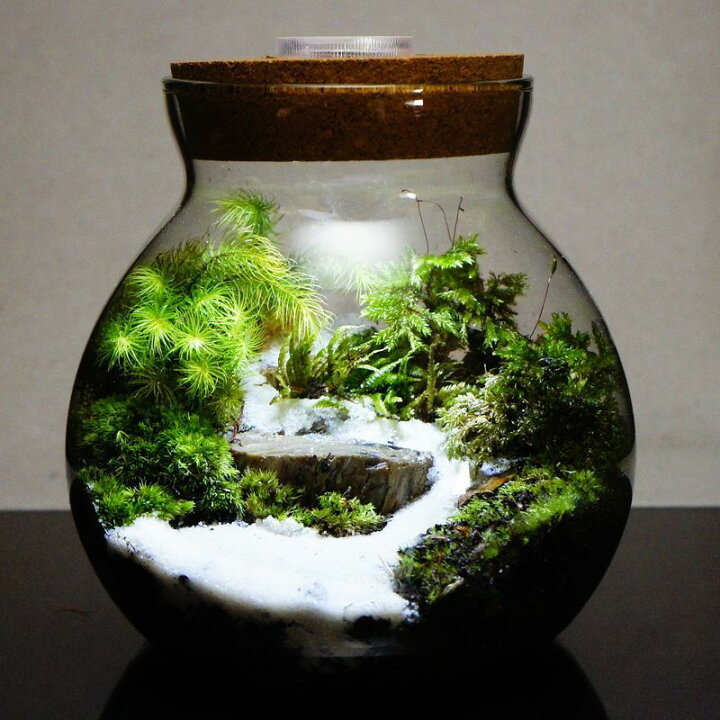 楽天市場 Ledライト付 ボトルテラリウム 14cm 苔テラリウム 完成品川の流れる風景 テラリウム プレゼント 木化石 送料無料 苔庵介る