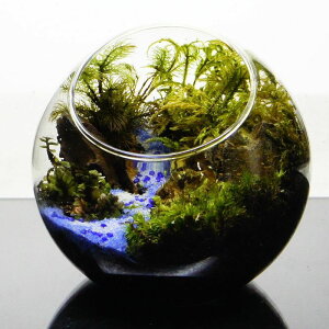 テラリウム 完成品の人気商品 通販 価格比較 価格 Com