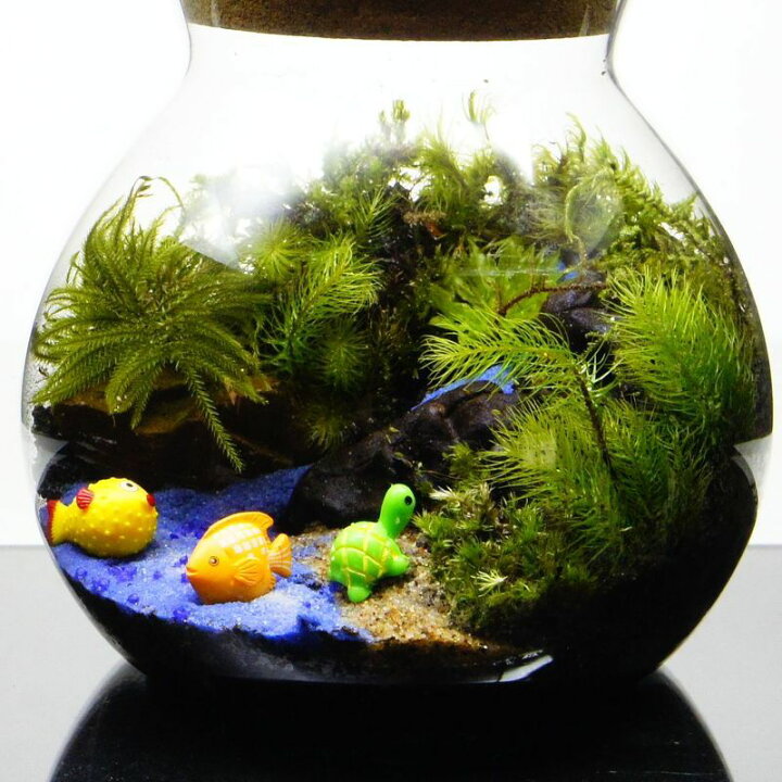楽天市場 Ledライト付 ボトルテラリウム 14cm 苔テラリウム 完成品海へ流れる沢 テラリウム プレゼント 流木 木化石 苔庵介る