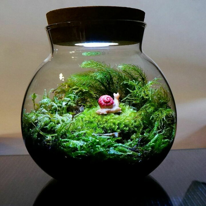 倉庫 Ledライト付 ミニサイズ ボトルテラリウム 10cm 苔テラリウム 完成品 階段の先の我が家 テラリウム プレゼント 木化石 Somaticaeducar Com Br