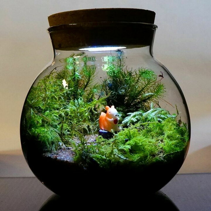 超ポイントバック祭 Ledライト付 ミニサイズ ボトルテラリウム 10cm 苔テラリウム 完成品 至高の食事処 テラリウム プレゼント ギフトにも Newschoolhistories Org 超ポイントバック祭 Ledライト付 ミニサイズ ボトルテラリウム 10cm 苔テラリウム 完成品 至高の食事処 テラリウム プレゼント ギフトにも Newschoolhistories Org