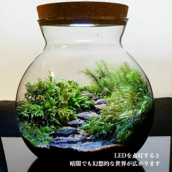 楽天市場】【完成品】LEDライト付き 苔テラリウム 16cm 風吹く森の階段 