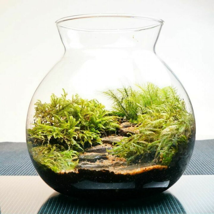 楽天市場】【完成品】LEDライト付き 苔テラリウム 16cm 風吹く森の階段 