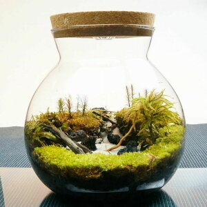 苔 ボトル 観葉植物の人気商品 通販 価格比較 価格 Com 苔 ボトル 観葉植物の人気商品 通販 価格比較 価格 Com