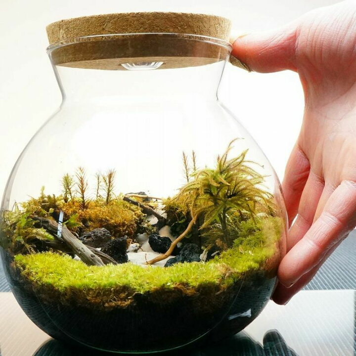 楽天市場 Ledライト付 ボトルテラリウム 16cm 苔テラリウム 完成品静かに佇む湖 テラリウム プレゼント 流木 苔庵介る