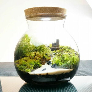 テラリウム 木 観葉植物の人気商品 通販 価格比較 価格 Com
