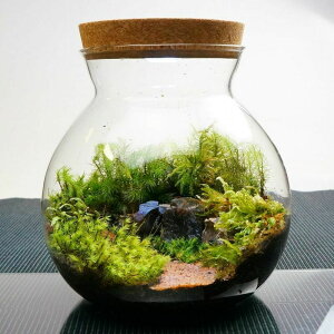 テラリウム 木 観葉植物の人気商品 通販 価格比較 価格 Com