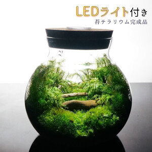 yizLEDCgt {geE ۃeE@X̒̓ eE v[g Mtg ϗtA ̓ Vzj JXj V wj } ʉ  蕨 C
