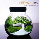 【完成品】選べる３サイズ LEDライト付 ボトルテラリウム 苔テラ...