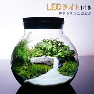 【完成品】LEDライト蓋付き 苔テラリウム 川が流れる風景 白砂 ボトル インテリア雑貨 苔 観葉植物 ギフ…