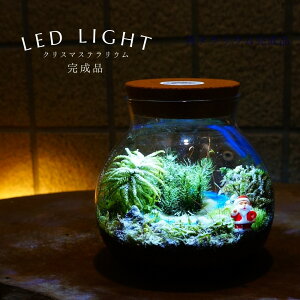yizLEDCgt V wj } ʉ̐iF ۃeE 14cm eE V wj } ʉv[g ؉   eE  蕨 ϗt