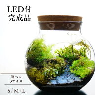【完成品】LEDライトコルク蓋付 苔テラリウム 3サイズ 足音のない小径 作家手作り 母の日 プレゼント 誕…