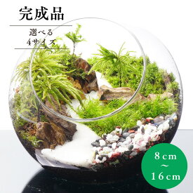 【完成品】苔テラリウム 4サイズ 川は山の続き 作家手作り 母の日 プレゼント 誕生日 ギフト 入学祝い 新生活 歓迎会 送別会 癒し 観葉植物 グリーン インテリア おしゃれ 贈り物 こけテラリウム