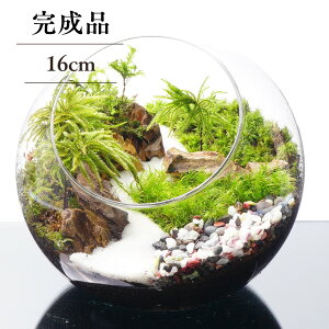 yiz8-16cm 4TCY {geE ۃeE a  ϗtA ۖ~i eE Mtg ϗtA ̓ Vzj JXj V wj } ʉ  蕨 