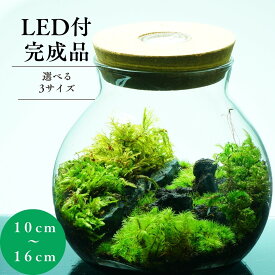 【完成品】LEDライトコルク蓋付 苔テラリウム 3サイズ 和風庭園 作家手作り 母の日 プレゼント 誕生日 ギフト 入学祝い 新生活 歓迎会 送別会 癒し 観葉植物 グリーン インテリア おしゃれ 選べる こけテラリウム 退職祝い