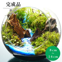 楽天市場】アクア テラリウム 完成 品の通販