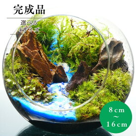 【完成品】苔テラリウム 水の声を辿って 青砂 斜口ボトル 作家手作り 母の日 プレゼント 誕生日 ギフト 入学祝い 新生活 歓迎会 送別会 癒し 観葉植物 グリーン インテリア 卓上 デスク こけテラリウム 退職祝い