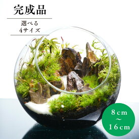 【完成品】苔テラリウム 岩から見れば苔は新人 作家手作り 母の日 プレゼント 誕生日 ギフト 入学祝い 新生活 歓迎会 送別会 癒し 観葉植物 グリーン インテリア おしゃれ 贈り物 卓上 デスク こけテラリウム 退職祝い 新築祝い 開店祝い