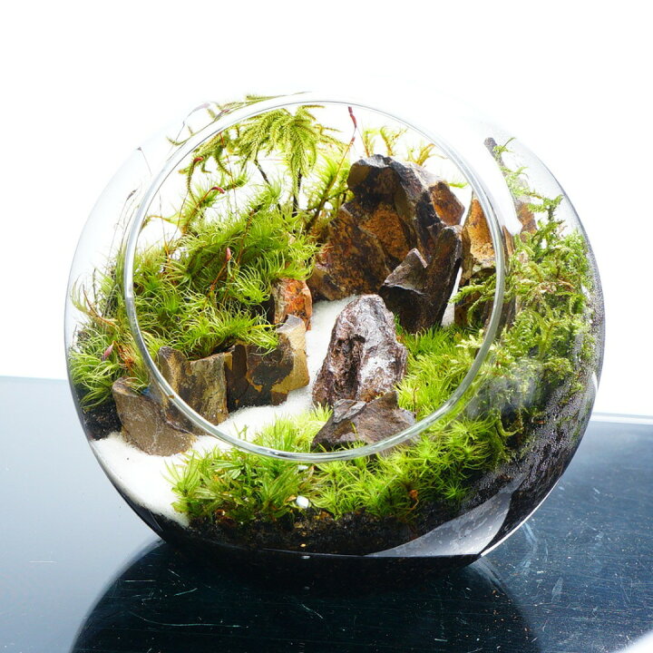 楽天市場】【完成品】苔テラリウム 岩から見れば苔は新人 作家手作り 