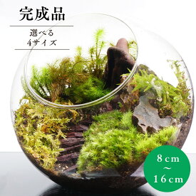 【完成品】苔テラリウム 階段の向こうに 斜口ボトル 作家手作り 母の日 プレゼント 誕生日 ギフト 入学祝い 新生活 歓迎会 送別会 癒し 観葉植物 グリーン インテリア 卓上 デスク こけテラリウム 退職祝い