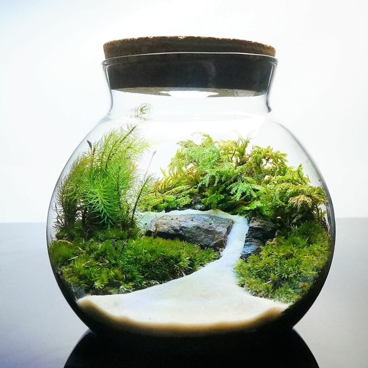 楽天市場】【完成品】選べる3サイズ LEDライト付 ボトルテラリウム 苔  