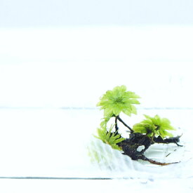 【高原の苔】 大型で透明感のある苔 カサゴケ　テラリウム　苔テラリウム　苔 アクアテラリウム