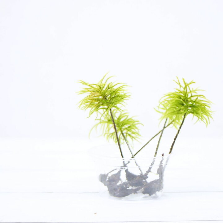 楽天市場 高原の苔 大型の木のように伸びる苔 コウヤノマンネングサ 3本 テラリウム 苔テラリウム アクアテラリウム 苔 苔庵介る