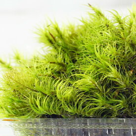 楽天市場 盆栽苔 種類 コケ シッポゴケ 盆栽用品 花 観葉植物用品 花 観葉植物 花 ガーデン Diyの通販