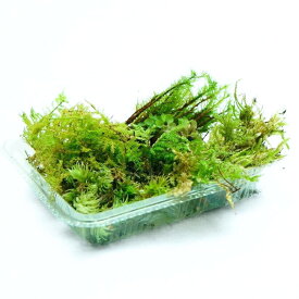 【プロ厳選】苔テラリウムにおすすめの苔セット 7種 苔パック 詰め合わせ 初心者にも パルダリウム メンテナンス コウヤノマンネングサ ヒノキゴケ シノブゴケ チョウチンゴケ シラガゴケ トラノオゴケ こけテラリウム アクアテラリウム