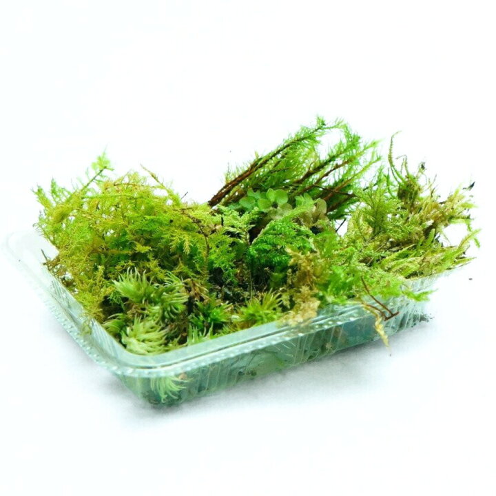 楽天市場】テラリウムにおすすめの苔セット【プロ厳選】 7種 苔パック 