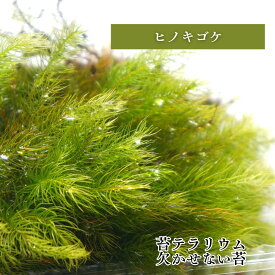 【高原の苔】ヒノキゴケ 1パック 苔テラリウム 細い葉が綺麗な背が高い苔 テラリウム 盆栽 苔パック コケ パルダリウム 日陰向き クローズ 密閉容器向け こけテラリウム アクアテラリウム 観葉植物 グリーン インテリア 南信州 標高900m