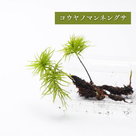 【高原の苔】コウヤノマンネングサ 苔テラリウム 大型の木のように伸びる苔 テラリウム アクアテラリウム 日陰向き セミオープン クローズ容器向け こけテラリウム パルダリウム 観葉植物 グリーン インテリア 南信州 標高900m