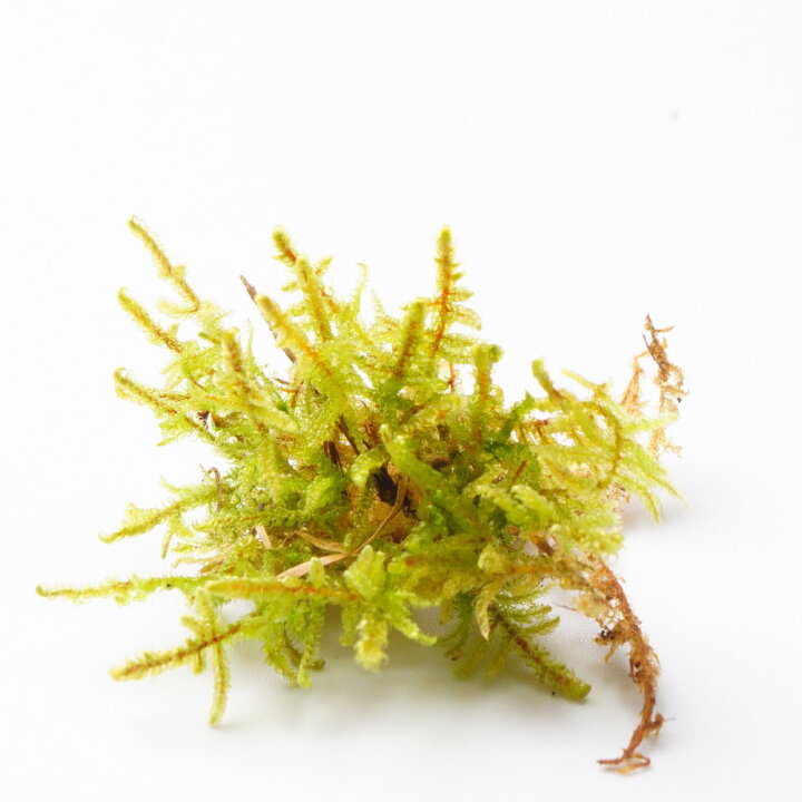 楽天市場】【高原の苔】 ハイゴケ 初めての苔育成にもピッタリ 苔玉 