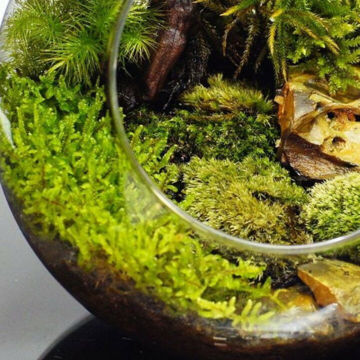 楽天市場】【高原の苔】 ハイゴケ 初めての苔育成にもピッタリ 苔玉 