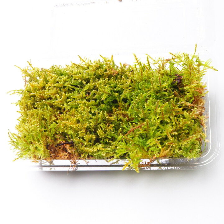 楽天市場】【高原の苔】 ハイゴケ 初めての苔育成にもピッタリ 苔玉 