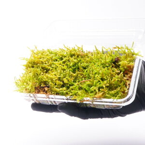 y̑ہzz\oILiSP VKSP }SP ۃeE  pbN 邢A I[vN[Y e