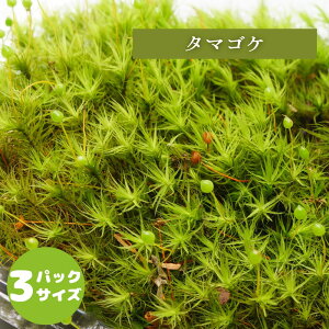 �y�����̑ہz �^�}�S�P �N�₩�ȗ� �e�����E�� �ۃe�����E�� �ۃp�b�N ���邢���A���� �Z�~�I�[�v�� �N���[�Y ���e�����