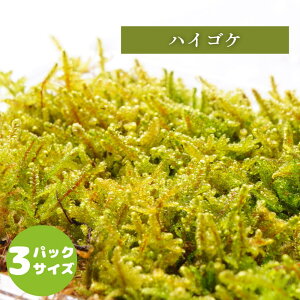 y̑ہz nCSP ߂Ă̑ۈ琬ɂsb^ ۋ eE p_E ~͂ ۃpbN RP ۃeE 邢ꏊň I[v Z~I[ve