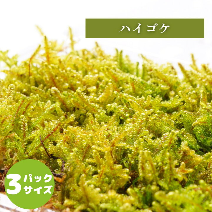 楽天市場】【高原の苔】 ハイゴケ 初めての苔育成にもピッタリ 苔玉 