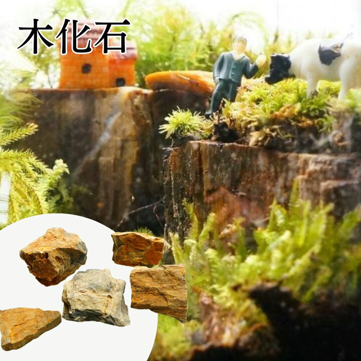 楽天市場】全4種 3-5cm 5個 溶岩石 気孔石 木化石 青龍石 飾り石 超 