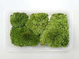 楽天市場 山苔の通販