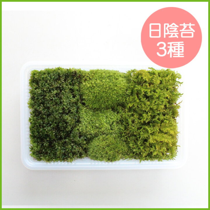 優れた品質 苔 スナゴケミニパック ｌ 256 1mm