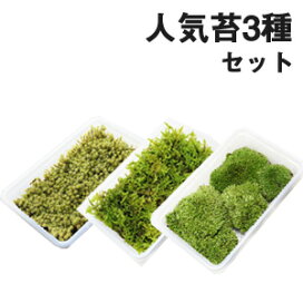 楽天市場】 サイズで選ぶ > 苔ミニパック > 苔ミニパックS（小サイズ 