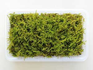   RP VmuSP yVmuSP~jpbNiS1j(154×96mm) z