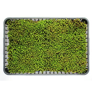   RP XMSP  뉀 ےyxmR݂ёۑg[(390×580mm)z