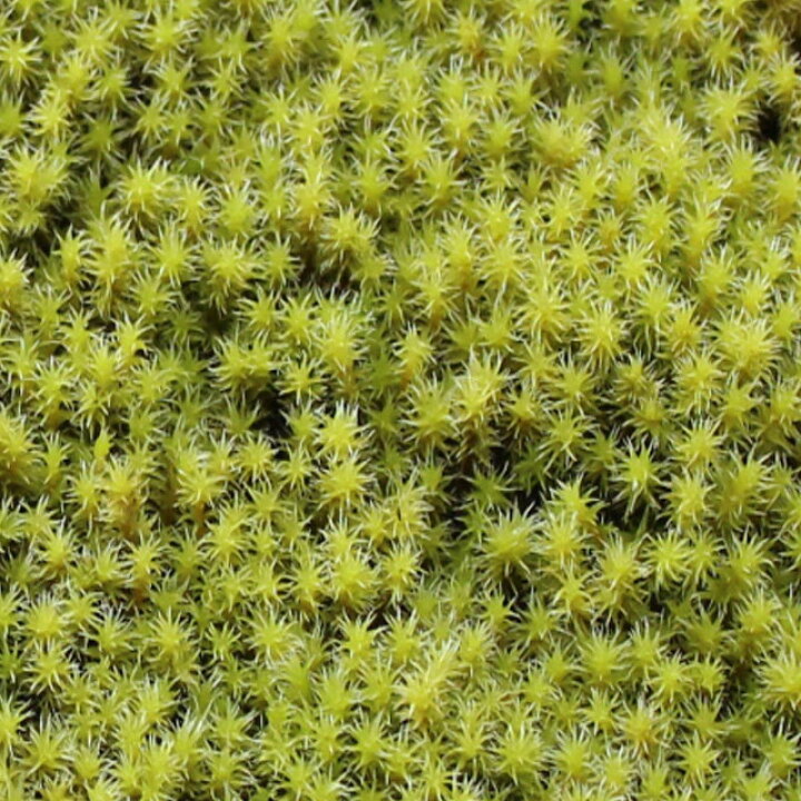 楽天市場 苔 こけ コケ スナゴケ 砂苔 スナゴケ 約1平米セット 庭園用 モス ファーム 楽天市場 苔 こけ コケ スナゴケ 砂苔 スナゴケ 約1平米セット 庭園用 モス ファーム