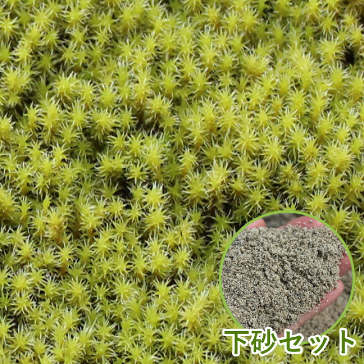 楽天市場】苔 こけ コケ スナゴケ 砂苔 【スナゴケお庭用セット（約1 