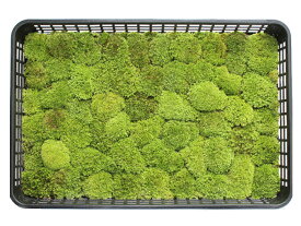 楽天市場 山苔の通販