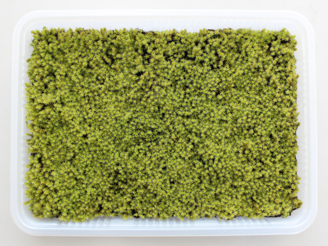 苔 こけ コケ スナゴケ 再再販 砂苔 苔庭 盆栽 絶対一番安い 苔玉 テラリウム
