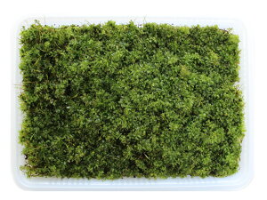   RP Rc{SP yRc{SP~jpbNiLj(256×189mm) z